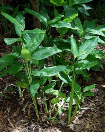 Jejak Tanaman Obat (Bag.2) Garut